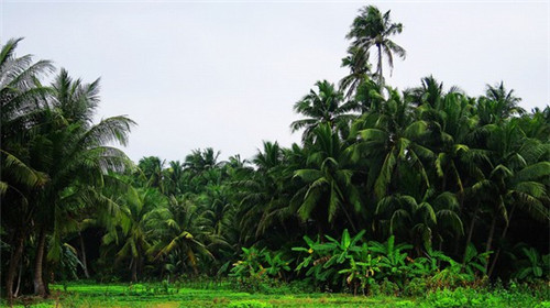 菠菜炒完蘸酱吃会中毒吗（菠菜蘸酱菠菜焯多久）